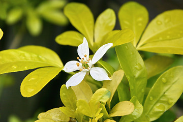 Image showing seldom seen flower on a choisya bush