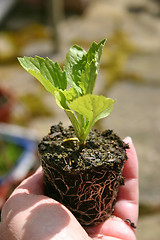 Image showing young aster plant being held carefully