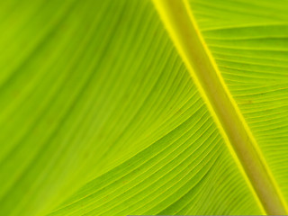 Image showing Banana leaf