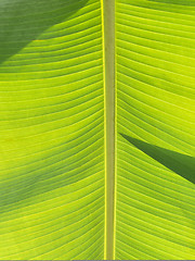 Image showing Banana leaf