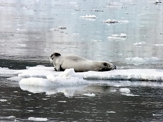 Image showing Seal on ice floes