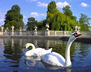 Image showing Swans in a public park