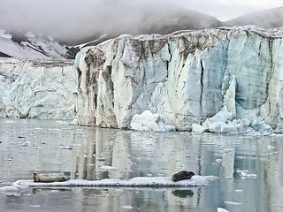 Image showing Seals in artic sea