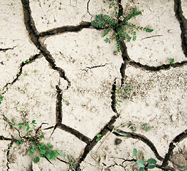 Image showing Grass on the ground with fissures texture as ecocatastrophe back