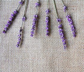 Image showing Bunch of lilac lavender flowers on sackcloth 