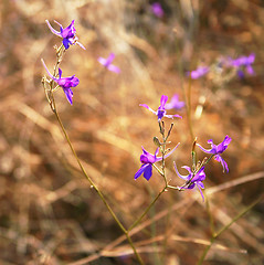 Image showing Violet flowers in a field 