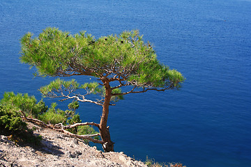 Image showing Ukraine. Crimea. The Black Sea. Pine tree next to the sea