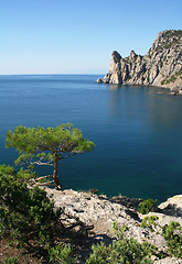 Image showing The Black Sea. Pine tree next to the azure sea 