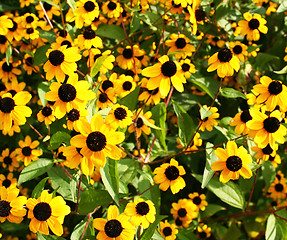 Image showing Field of yellow flowers as background