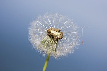 Image showing Dandelion