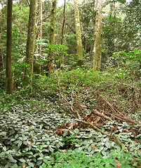 Image showing Brazilian tropical forest