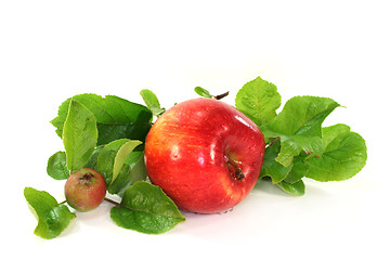 Image showing Apples