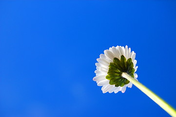 Image showing daisy under blue sky