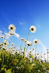 Image showing flower in summer under blue sky