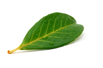 Image showing leaf with water drops after rain