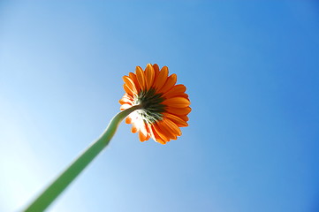 Image showing Gerbera daisy