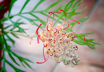 Image showing Australian native grevillea