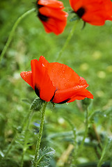 Image showing Poppy