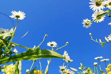 Image showing daisy flower in summer with blue sky