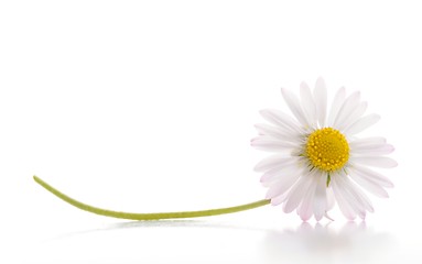 Image showing daisy flower