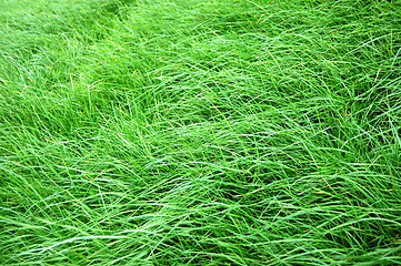 Image showing grass texture