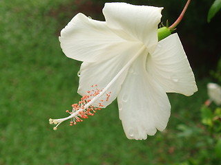 Image showing white hibiscus