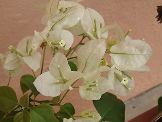 Image showing bougainvillea white