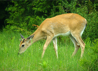 Image showing whitetail deer