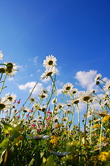 Image showing flowers on meadow in summer