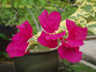 Image showing red bougainvillea