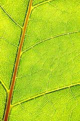 Image showing structure and texture of green leaf