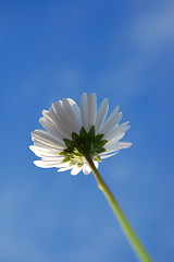 Image showing daisy under blue sky