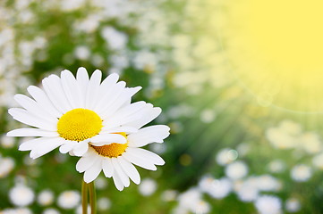 Image showing daisy flower on a summer field