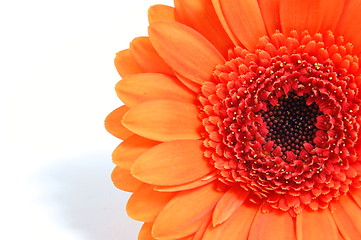 Image showing isolated flower on white