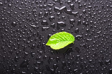 Image showing leaf and black background