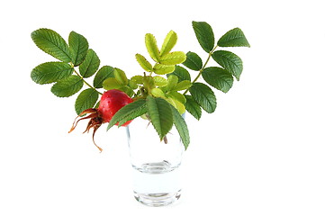 Image showing dog rose