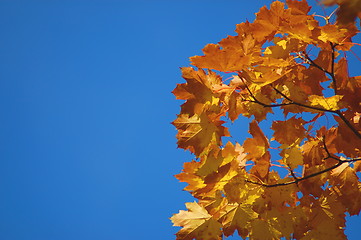 Image showing Fall leaves