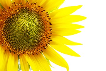 Image showing sunflower