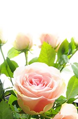 Image showing rose flower