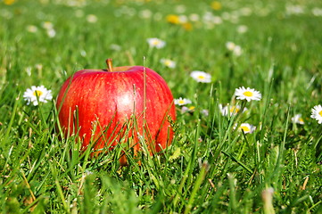 Image showing apple