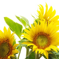 Image showing sunflower