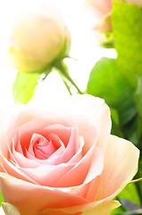 Image showing bright pink roses