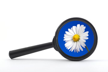 Image showing magnifying glass and flower