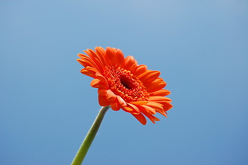 Image showing Gerbera daisy