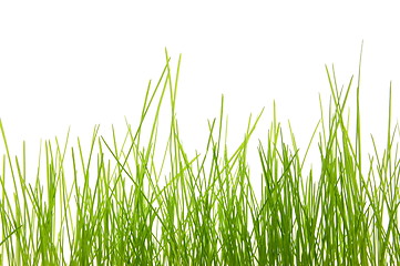 Image showing grass