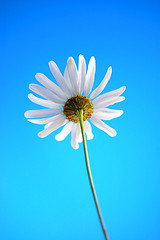 Image showing daisy from beliw in summer under blue sky