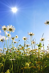 Image showing flowers from below