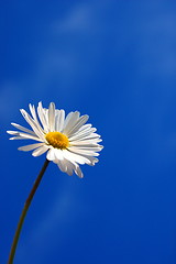 Image showing daisy under blue spring sky