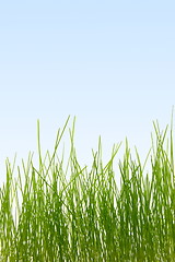 Image showing grass