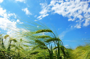 Image showing wheat grain under blue sky